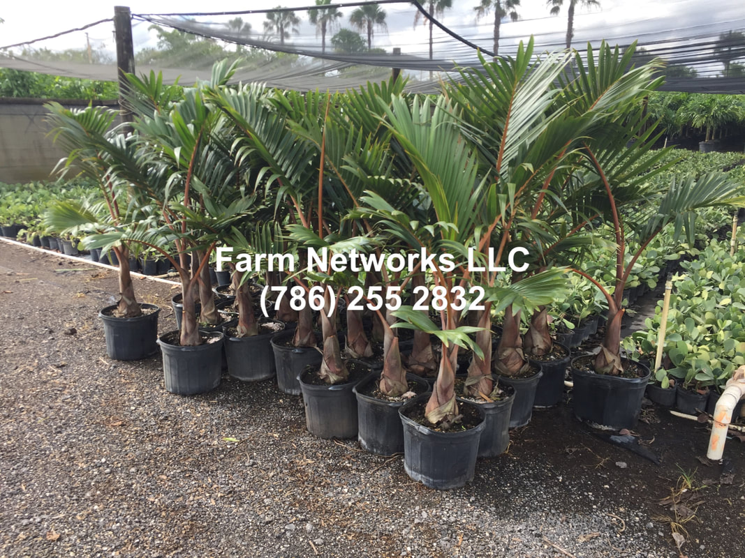 South Florida Palm Trees Farm Networks Llc